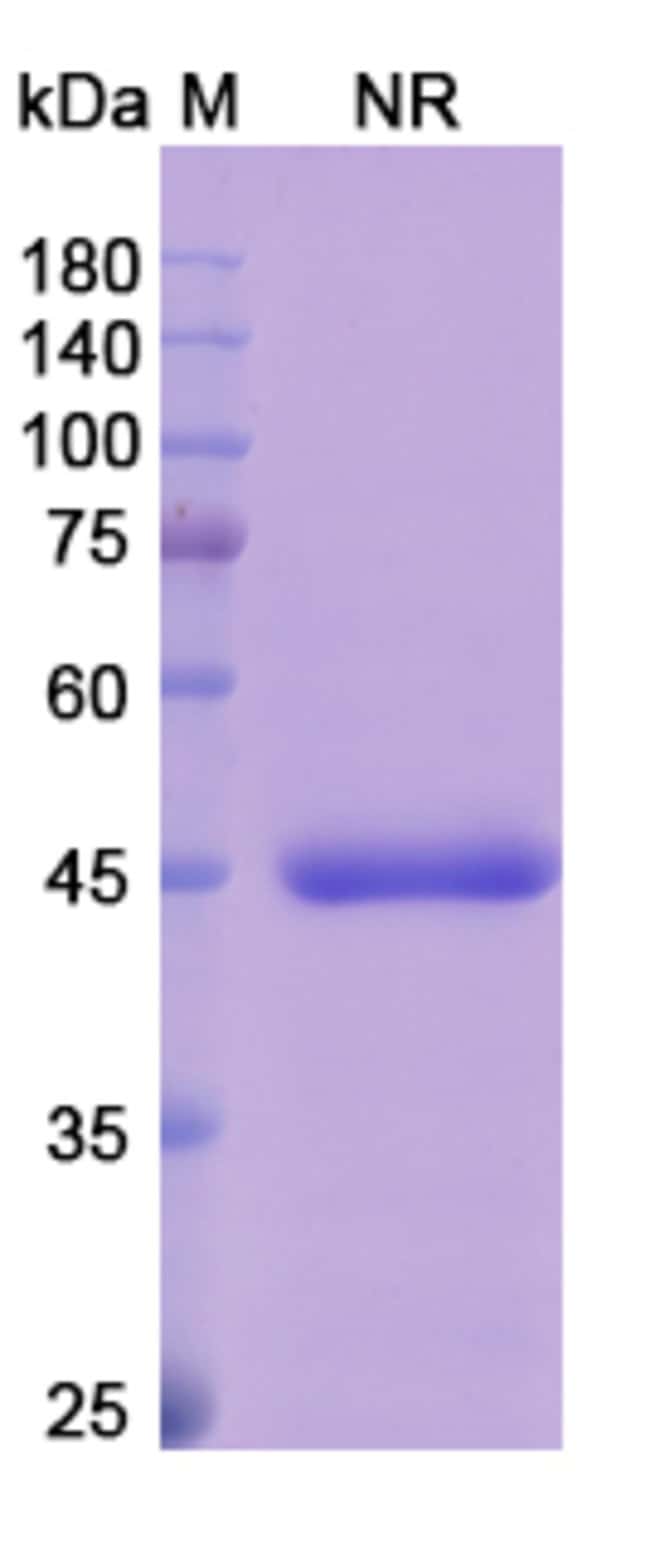 100UG ABREZEKIMAB ANTIBODY 100 UG