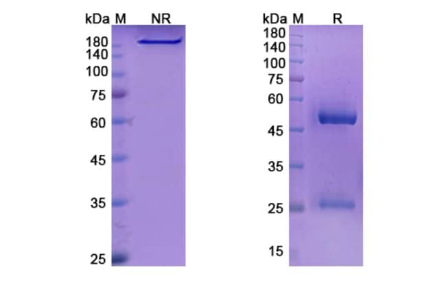 100UG LENVERVIMAB ANTIBODY 100 UG