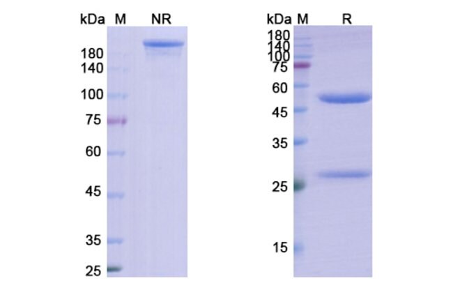 100UG RAVAGALIMAB ANTIBODY 100 UG