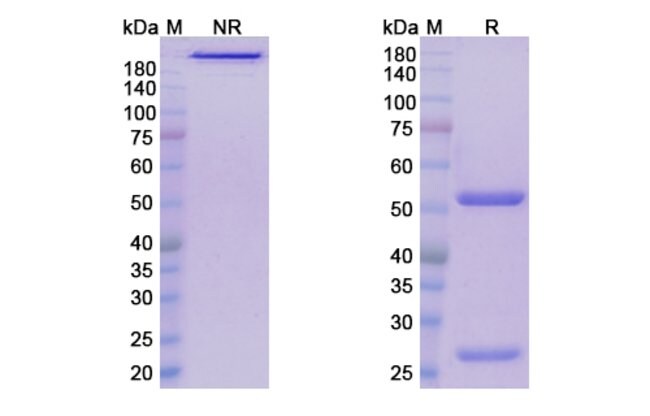 100UG LERONLIMAB ANTIBODY 100 UG