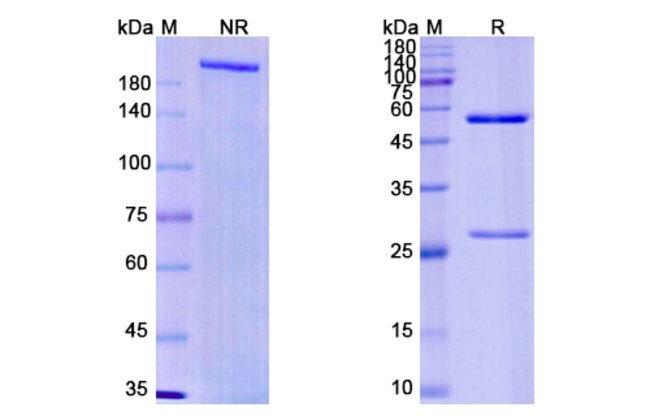 100UG IMAPRELIMAB ANTIBODY 100 UG