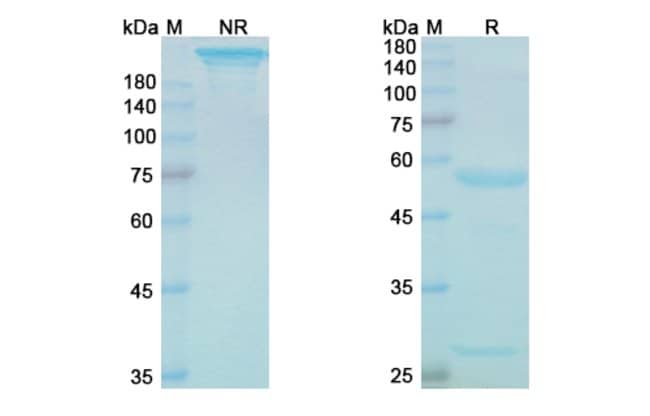 100UG ONVATILIMAB ANTIBODY 100 UG