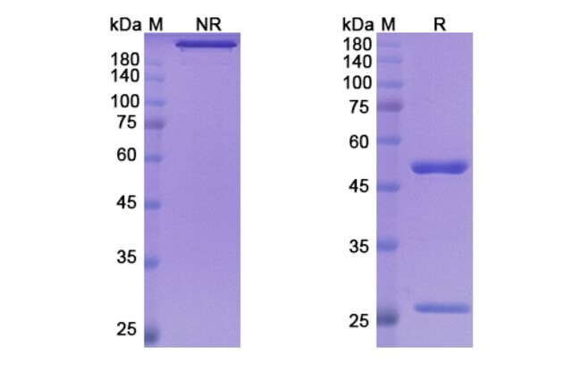100UG MITAZALIMAB ANTIBODY 100 UG