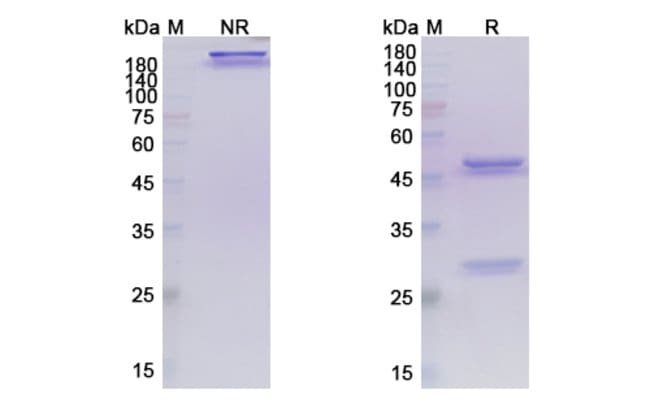 100UG TEPODITAMAB ANTIBODY 100 UG
