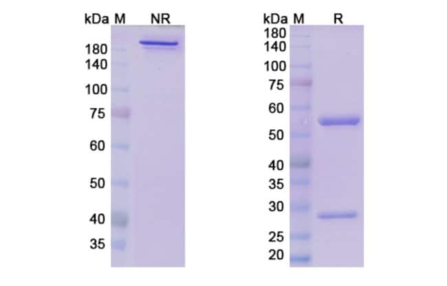 100UG SAMROTAMAB ANTIBODY 100 UG