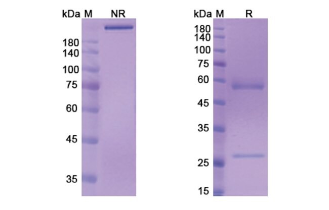 100UG MURLENTAMAB ANTIBODY 100 UG