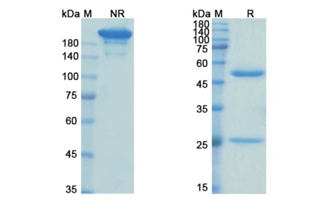 100UG ABELACIMAB ANTIBODY 100 UG
