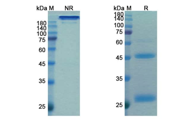 100UG BUDIGALIMAB ANTIBODY 100 UG