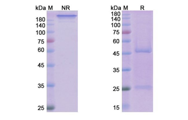 100UG DILPACIMAB ANTIBODY 100 UG