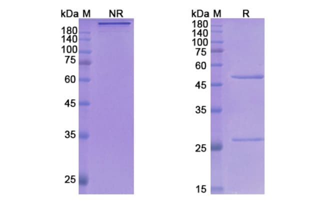 100UG GOSURANEMAB ANTIBODY 100 UG