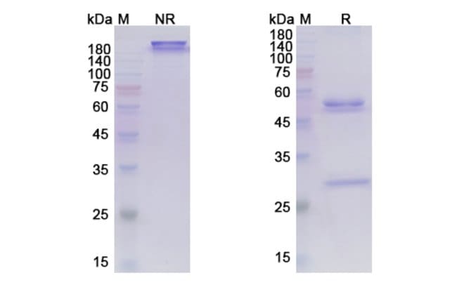 100UG MARSTACIMAB ANTIBODY 100 UG