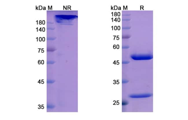 100UG ORILANOLIMAB ANTIBODY 100 UG