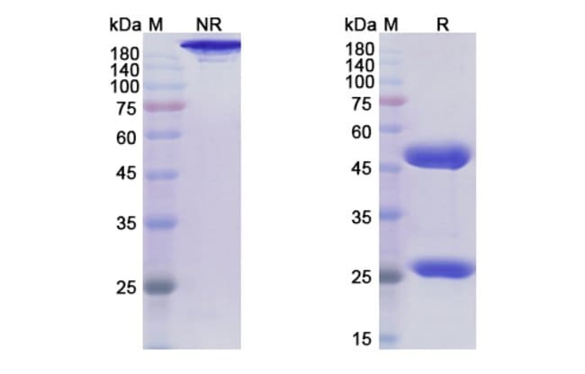 100UG ROLINSATAMAB ANTIBODY 100 UG