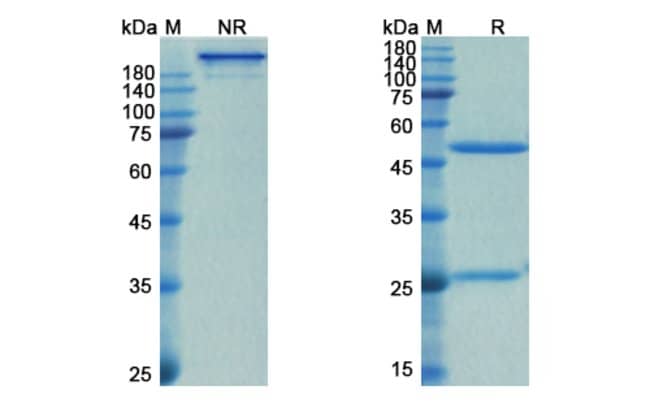 100UG SPESOLIMAB ANTIBODY 100 UG