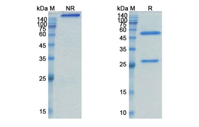 100UG TABITUXIMAB ANTIBODY 100 UG