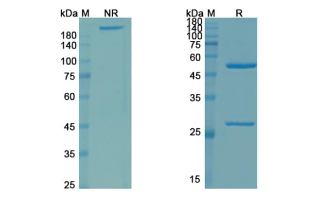 100UG ZAMPILIMAB ANTIBODY 100 UG