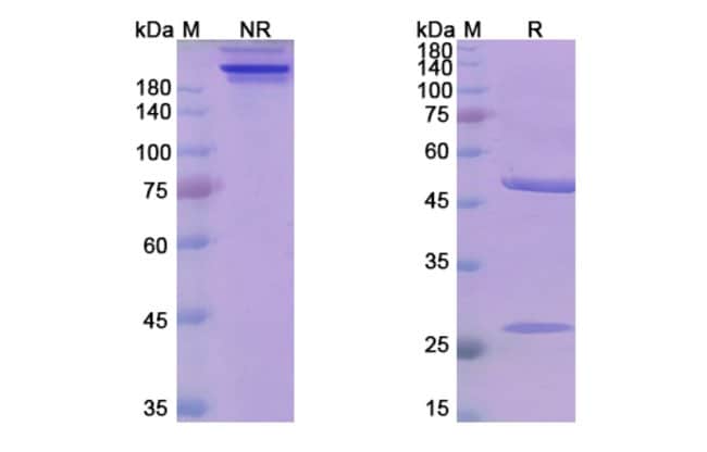 100UG MEZAGITAMAB ANTIBODY 100 UG
