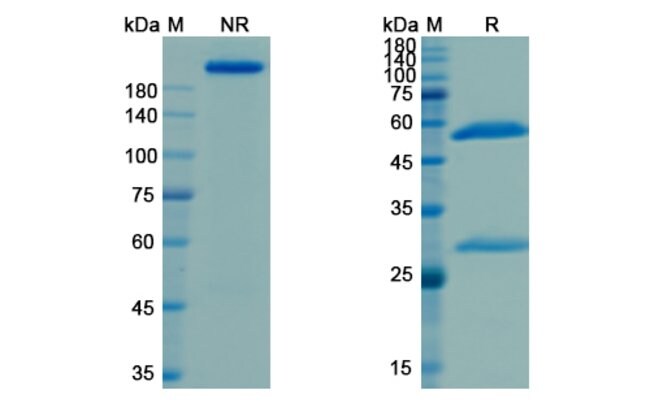 100UG NAXITAMAB ANTIBODY 100 UG