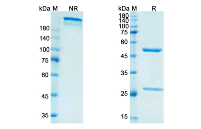 100UG VOFATAMAB ANTIBODY 100 UG
