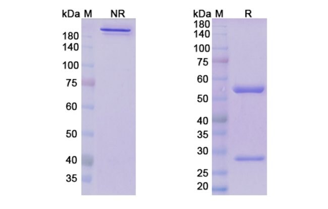 100UG DONANEMAB ANTIBODY 100 UG