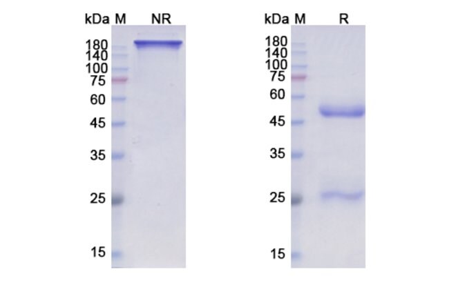 100UG POZELIMAB ANTIBODY 100 UG