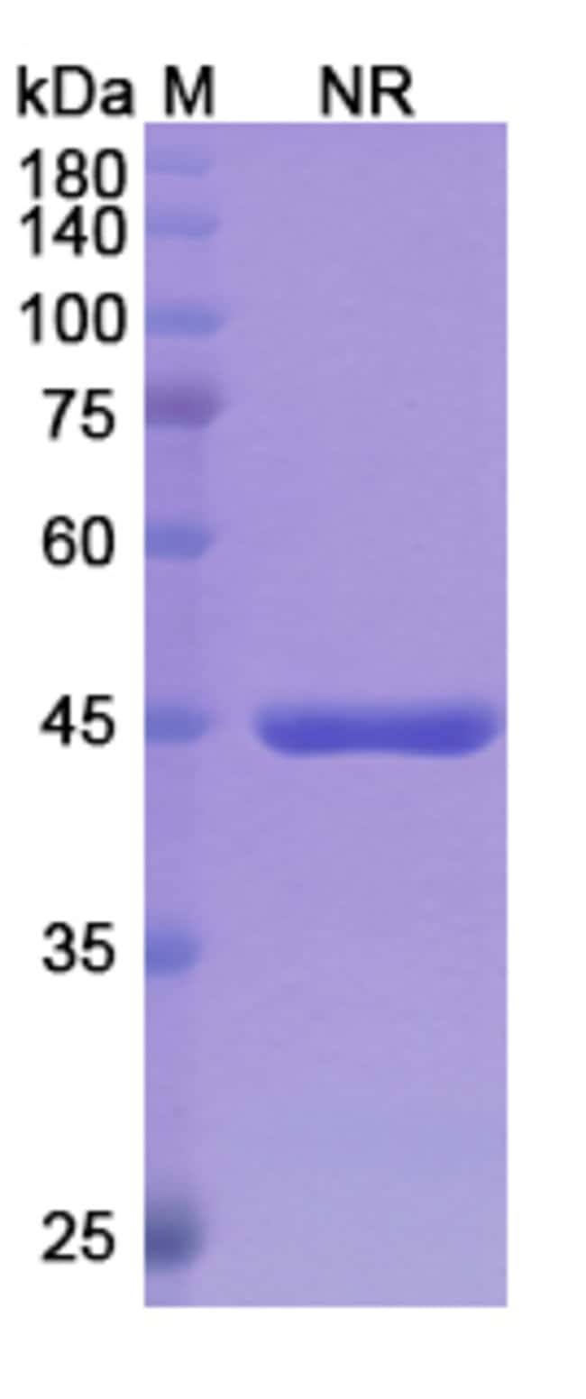 100UG GLENZOCIMAB ANTIBODY 100 UG