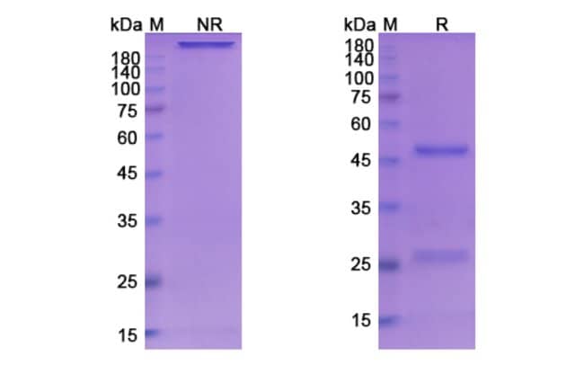 100UG SERCLUTAMAB ANTIBODY 100 UG