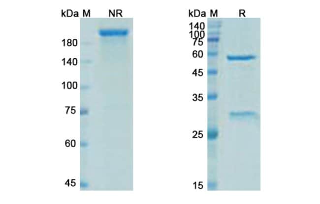 100UG ELIPOVIMAB ANTIBODY 100 UG
