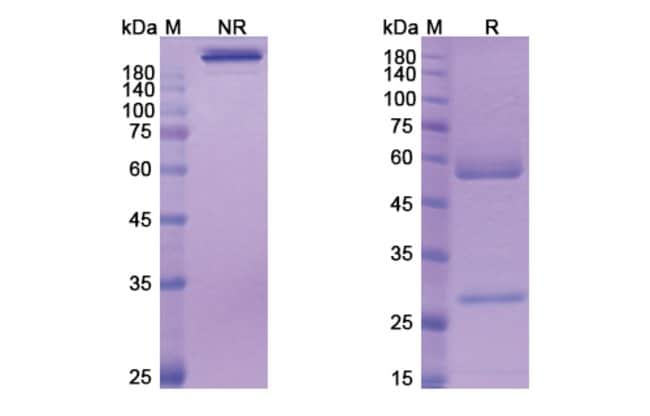 100UG VOLAGIDEMAB ANTIBODY 100 UG