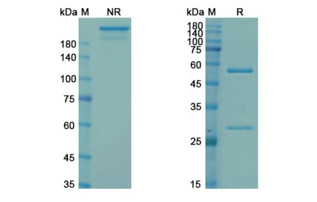 100UG CENDAKIMAB ANTIBODY 100 UG
