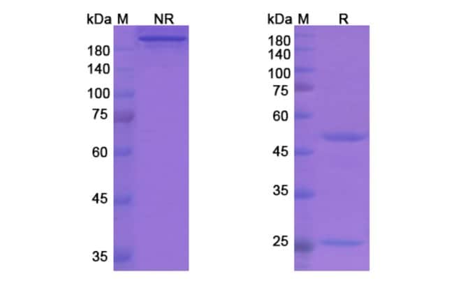 100UG GARADACIMAB ANTIBODY 100 UG