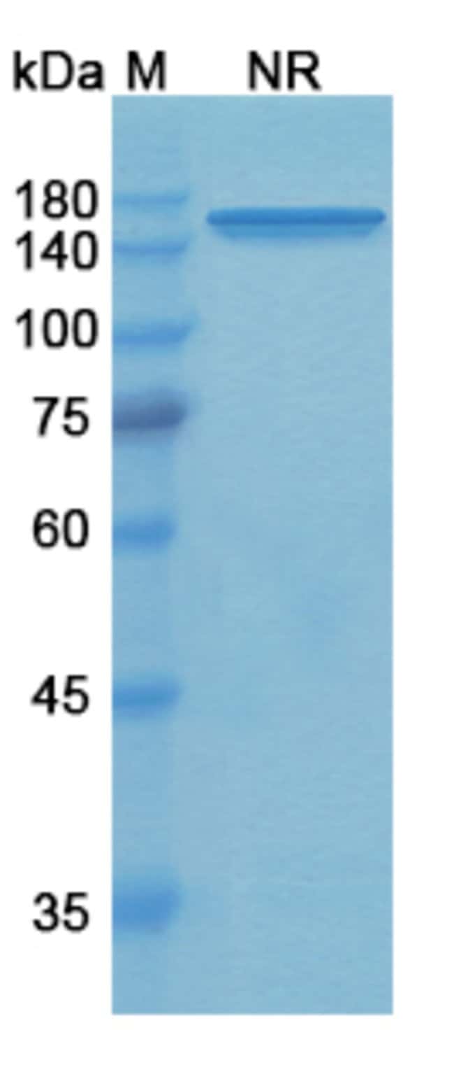 100UG TIDUTAMAB ANTIBODY 100 UG