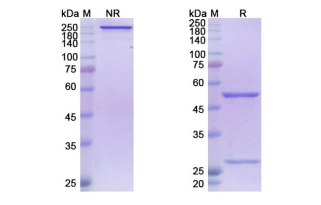 100UG ATOLTIVIMAB ANTIBODY 100 UG