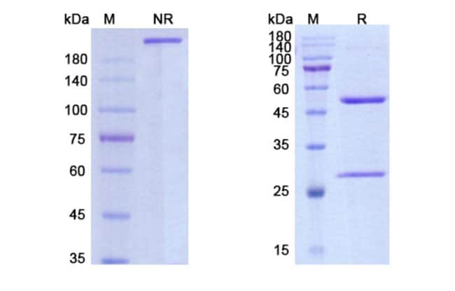 100UG NIDANILIMAB ANTIBODY 100 UG