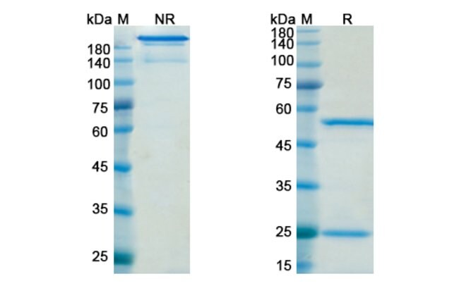 100UG QUETMOLIMAB ANTIBODY 100 UG