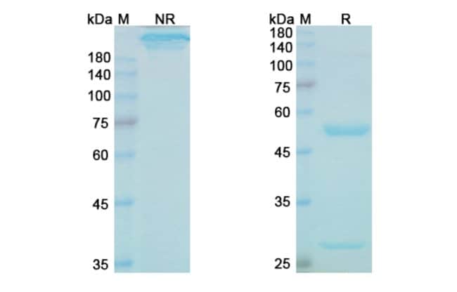 100UG CINPANEMAB ANTIBODY 100 UG