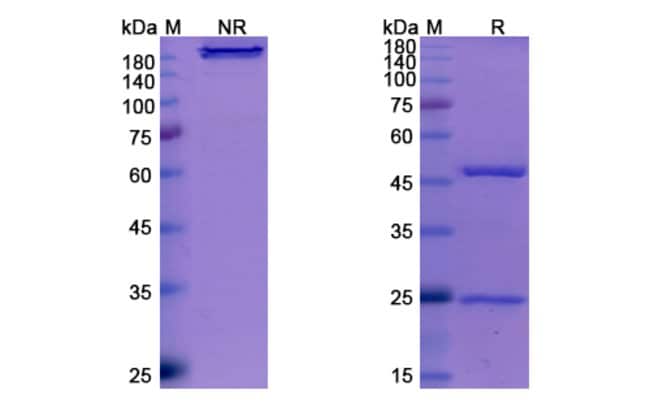 100UG AMIVANTAMAB ANTIBODY 100 UG