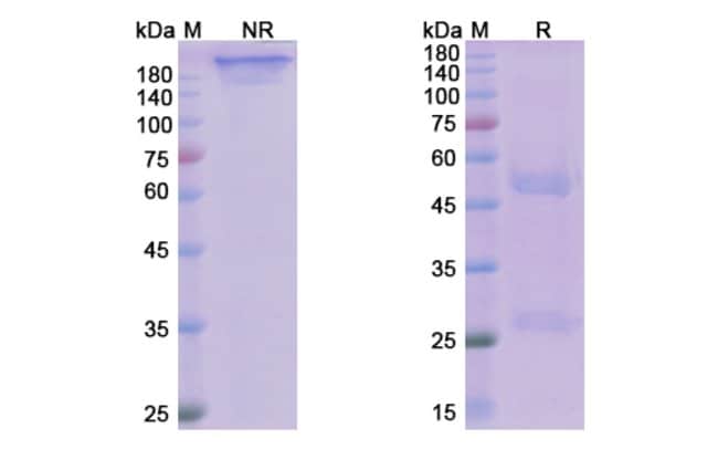 100UG AVDORALIMAB ANTIBODY 100 UG