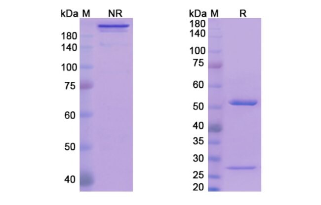 100UG AVIZAKIMAB ANTIBODY 100 UG