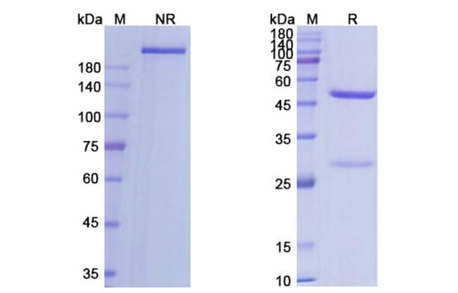 100UG AXATILIMAB ANTIBODY 100 UG