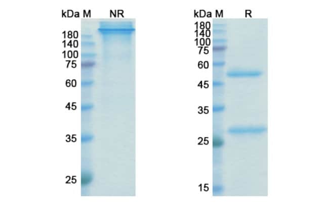 100UG BEFOVACIMAB ANTIBODY 100 UG