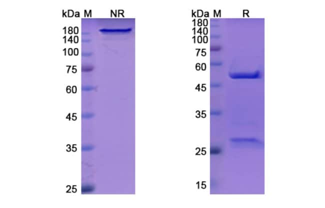 100UG DOVANVETMAB ANTIBODY 100 UG