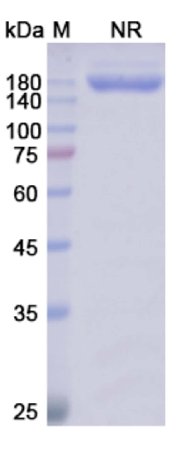 100UG GLOFITAMAB ANTIBODY 100 UG
