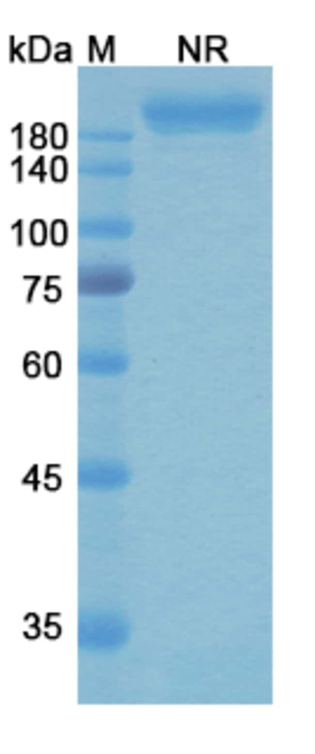 100UG GREMUBAMAB ANTIBODY 100 UG