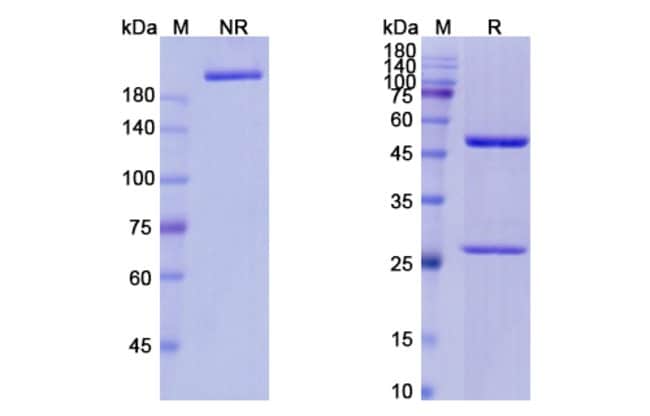 100UG IVUXOLIMAB ANTIBODY 100 UG