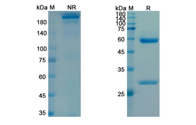 100UG LODAPOLIMAB ANTIBODY 100 UG
