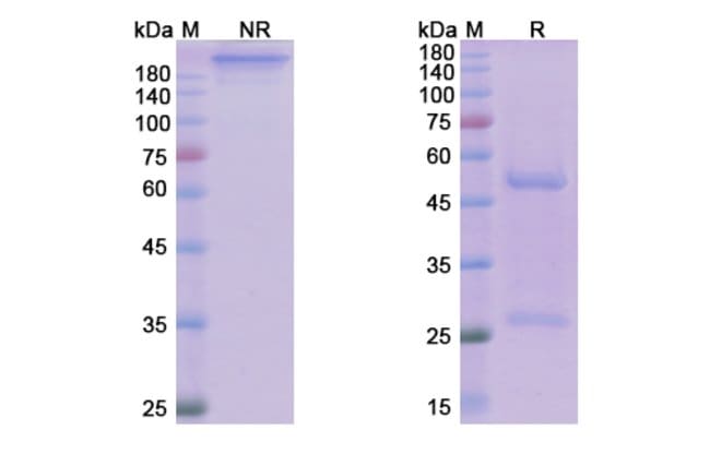 100UG MANELIMAB ANTIBODY 100 UG
