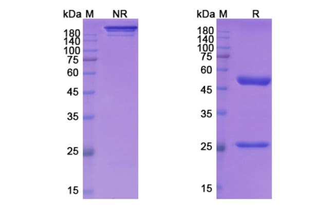 100UG MIRZOTAMAB ANTIBODY 100 UG