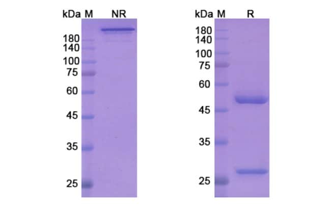 100UG NURULIMAB ANTIBODY 100 UG