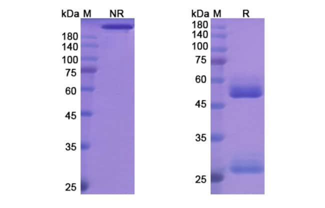 100UG ODESIVIMAB ANTIBODY 100 UG
